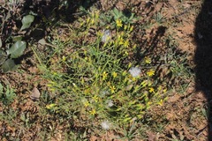 Senecio riddellii