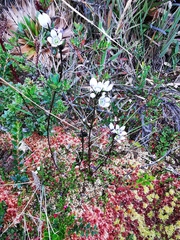Gentianella corymbosa