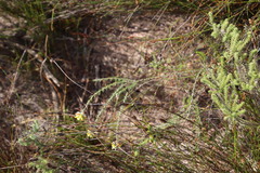 Aspalathus tridentata