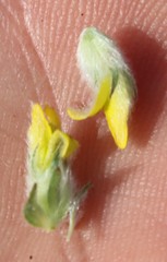 Aspalathus tridentata