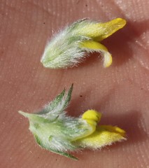 Aspalathus tridentata