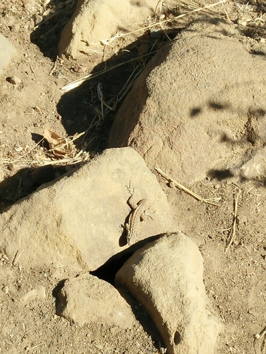 iNaturalist observation photo of Common Side-blotched Lizard