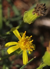 Senecio riddellii