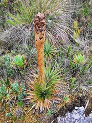 Puya trianae