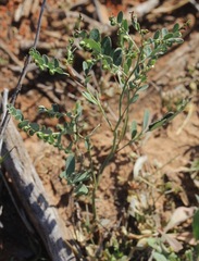 Phyllanthus abnormis