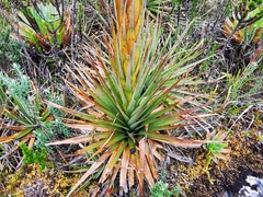 Puya trianae