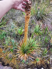 Puya trianae