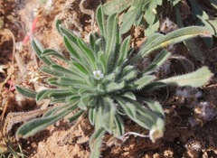 Cryptantha crassisepala crassisepala
