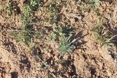 Cryptantha crassisepala crassisepala