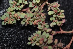 Euphorbia glyptosperma