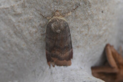 Lesser Broad-bordered Yellow Underwing photo 3