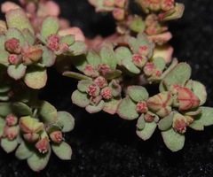 Euphorbia glyptosperma