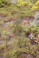 Cliffortia erectisepala