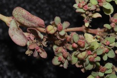 Euphorbia glyptosperma