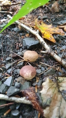 Scleroderma septentrionale