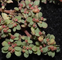 Euphorbia glyptosperma