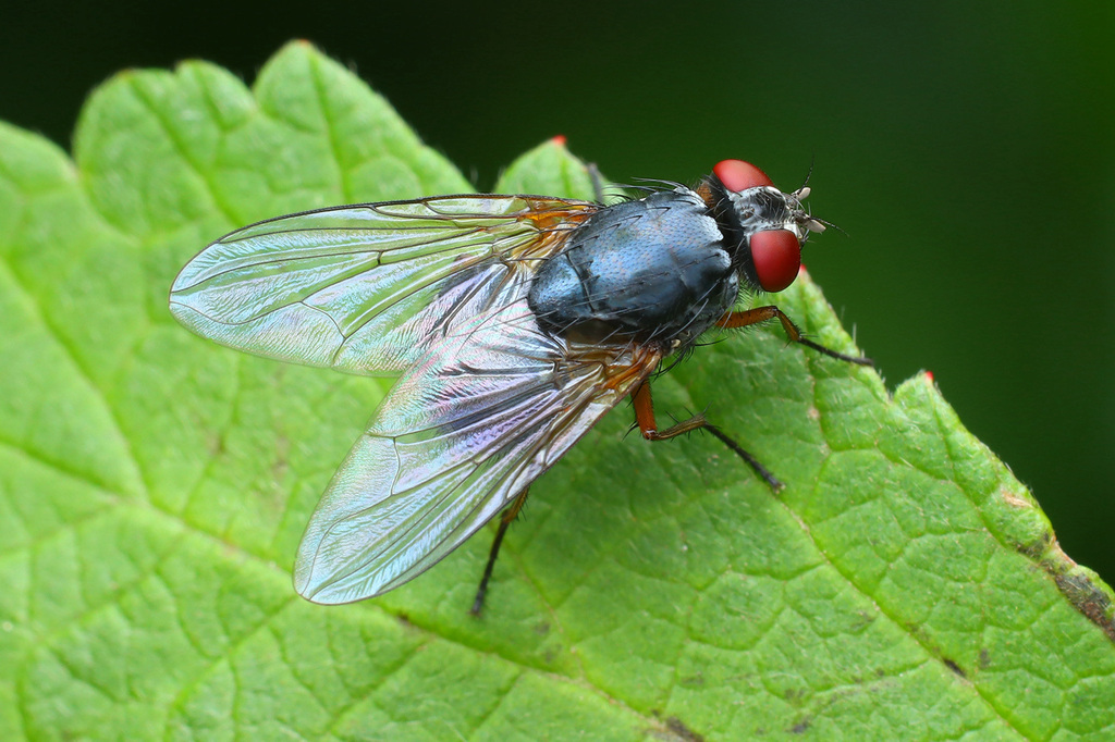 Rypellia