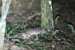 Cricetomys emini