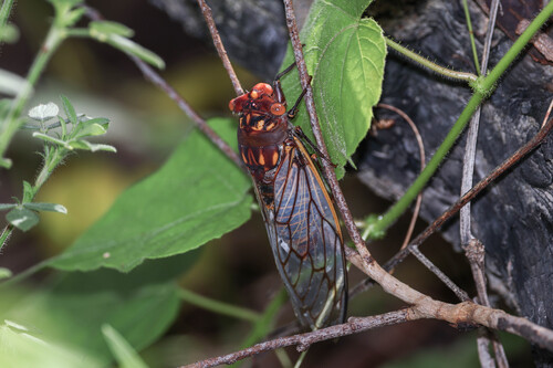 Deafening Cherrynose