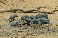 Numida meleagris mitratus