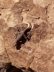 Ptyodactylus guttatus