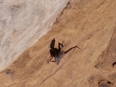 Pseudotrapelus sinaitus