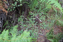 Pelargonium patulum patulum