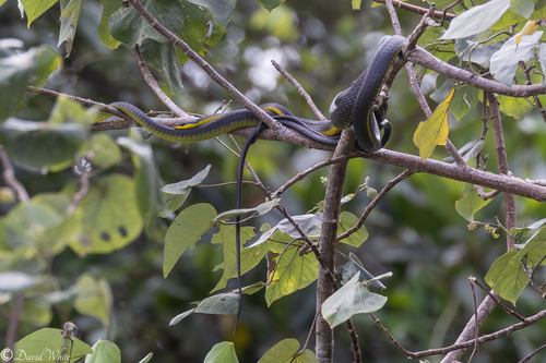 Common Tree Snake sighting