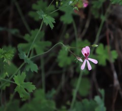 Pelargonium patulum patulum