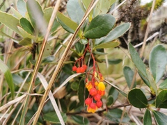 Berberis goudotii