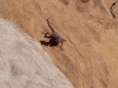 Pseudotrapelus sinaitus