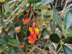 Berberis goudotii