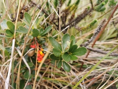 Berberis goudotii