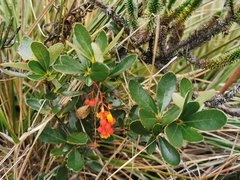 Berberis goudotii