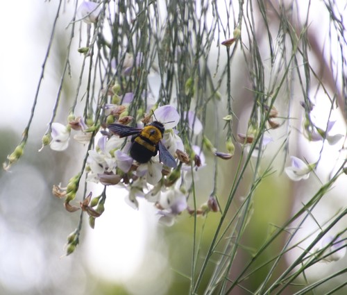 Image of Psoralea fleta by (c) Tony Rebelo, some rights reserved (CC BY-SA)