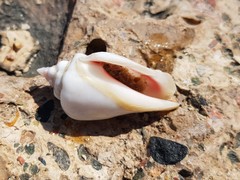 Gibberulus gibberulus