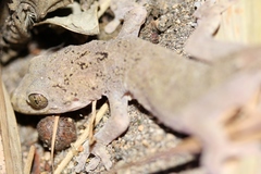 Gray's Chinese Gecko photo 4