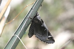 Megathymus yuccae