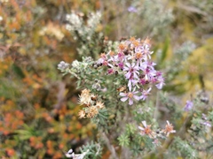 Linochilus phylicoides