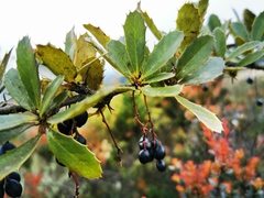 Berberis goudotii