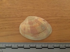 Tapetinae