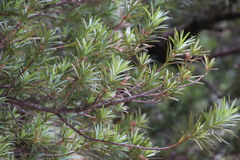 Podocarpus elongatus