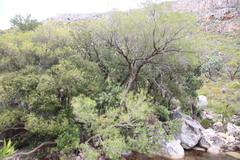 Podocarpus elongatus