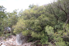 Maytenus acuminata
