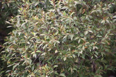 Maytenus acuminata