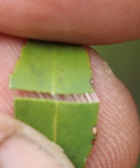 Maytenus acuminata