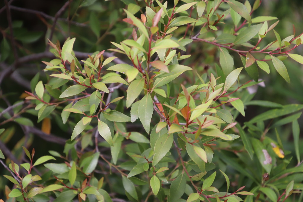 Koko Trees