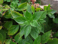 Parietaria officinalis