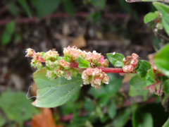 Parietaria officinalis