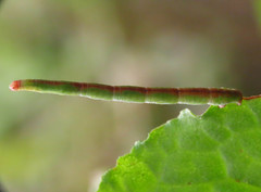 Rhodometra sacraria